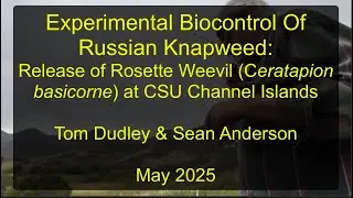 Biocontrol Of Russian Knapweed-Monitoring Sites at CSUCI