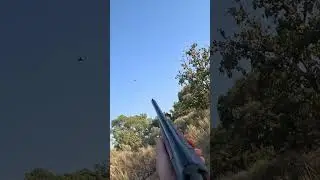 &ldquo;Tardes de media veda&rdquo; disfrutando de lances a palomas!!  #mediaveda #perro #hunting  #paloma