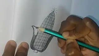 Step By Step Tutorial&nbsp; - How To Draw Corn aka Maize 🌽