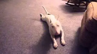 Big D getting wiggly.