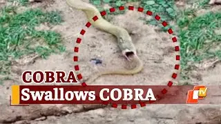Watch: Snake Cannibalism In Bhubaneswar, 4-Ft Cobra Rescued And Released Into Wild | OTV News
