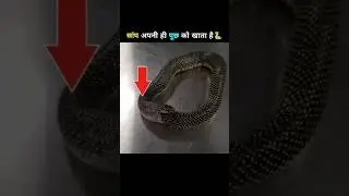 Snake अपने आपको क्यों खाता हैं🐍| Why Snake Eat Themselves #fact #facts #shorts #viral #dailyfacts