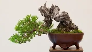 Bonsai Tree Semi Cascade Style (han kengai)