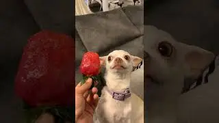 Мой чихуахуа ненавидит клубнику😂😂
