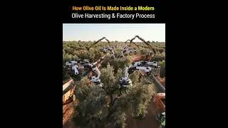 How Olive Oil Is Made Inside a Modern Olive Harvesting & Factory Process #shorts