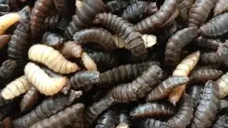أسهل طريقة لفرز يرقات ذبابة الجندي الاسود بدون تعب او غربلةThe easiest way to get bsf larvae  clean