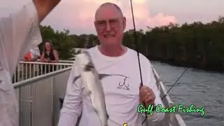 Two species of saltwater catfish in Florida