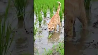 Kelakuan mengemaskan kucing & katak #remix #anime #cats #wildlife #ai #animals #cat #kodoklucu #fyp
