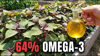 Sixty Four Percent Omega-3. Self Seeds Forever. Why Did Asia Hide This Herb?