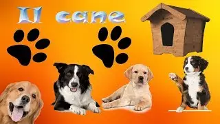Come prendersi cura del cane