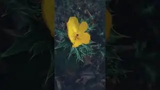 YouTube short #shorts #yoga #funnyvideo #youtubeshortsvideo  Best Plant/Hibiscus Plant Care Tips/