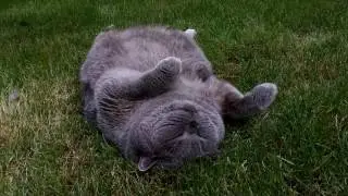 Funny British Shorthair Cat Maxi is lying on his back. Catherapy.
