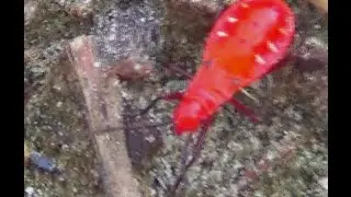 Pyrrhocorid Nymph Aka Red Bug Video