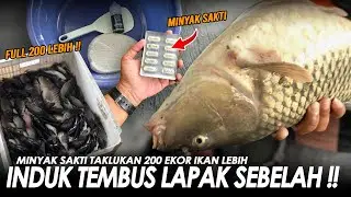 SEMUA DI BUAT MELONGO !! MINYAK IKAN BRUTAL SIKAT BABON + 200 EKOR LEBIH IKAN RAME || Am#680