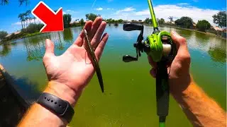 URBAN BASS FISHING using TEXAS RIG!! (summer bass fishing) #bassfishing #fishing #fishingtips