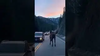 This Horse Stopped Traffic for a Terrifying Reason 🐎😳🏔️