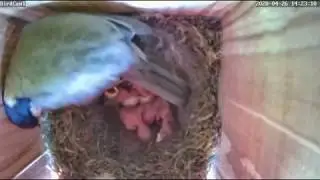 6 Wusel, noch 2 Eier