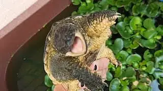 Revisando el estanque y a Loki (Tortuga lagarto - Chelydra serpentina)