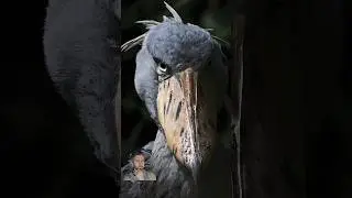 Shoebill | The Living Dinosaur #shorts