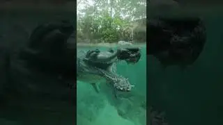 the gharial croc&rsquo;s camouflage 😱