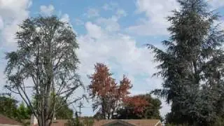 (1) Blue Atlas Cedar.wmv