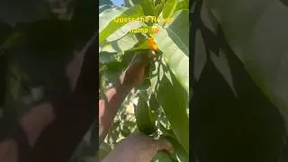 ఈ పువ్వులుతో సుగంధ తైలం చేస్తారు #guess #plants #flowers #shortsfeed #shorts