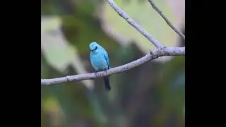 Verditer Flycatcher