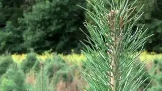 MSU AgBioResearch: Supporting Michigan's Christmas Tree Industry
