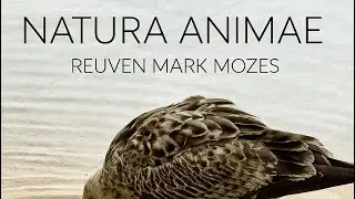 Natura Animae - the film  