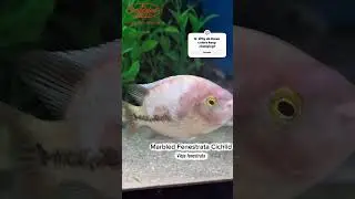 ✨ Узор-сюрприз от природы? 🐟Мраморная цихлида Фенестрата (Vieja fenestrata)