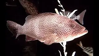 オオモンハタ　Areolate grouper　Epinephelus areolatus