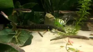 Native British Minnows