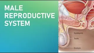 TESTES AND GENITAL DUCTS