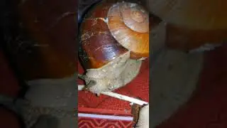 Giant Snail Eating Mushroom. #chicken #insects #cuteanimals #chicks #spider #snail #animals