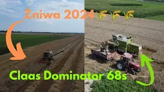 🇵🇱 Polskie żniwa 2024|Pszenica elektra pod kosę🌾|Claas dominator 68s & Zetor 9540