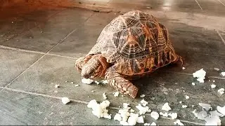 Tortoise#turtlewatching #newvideo #turtle #tortoise #babytortoise #babyturtle 