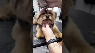 Trimming 101