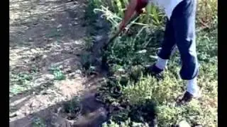 Malatya Pütürge Bölünmez köyü  Tarla cekimi.mp4