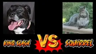 CBD Pet Treat Testimonial | Slash vs. Squirrel | Street Fighter II Style