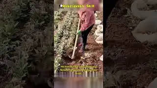 This innovative tool allows farmers to effortlessly remove stubborn roots from the soil