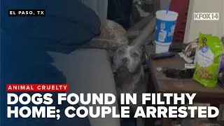 El Paso couple charged with cruelty after discovery of distressed dogs in filthy home