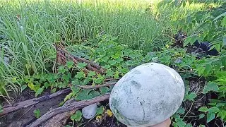 MENGAMBIL BUAH KUNDUR DI KEBUN
