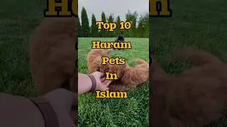 top 10 Haram Pets in Islam #islam #haram #halal #pets #muslim #animals #top10 #viralshorts #trending