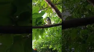 #birds #birdsounds Hd Bird 🐦🐦 Super