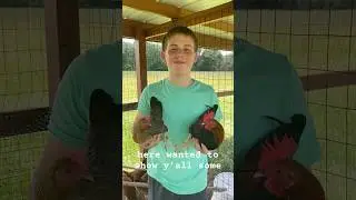 Check out my Old English Red Bantams! #bantams #rooster #chicken #backyardchickens #eggs #shorts