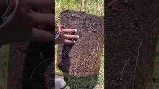Fruit Trees 🍑🌳 #orchard #farm #garden #agricultural #education #family #homestead