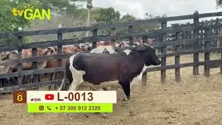 2026 TORO Y NOVILLA PRE&Ntilde;ADA L 0013
