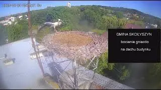 Lecieć, czy nie lecieć? Chyba zostałem sam / 30.08.25 / Bocian biały Skolyszyn PL 