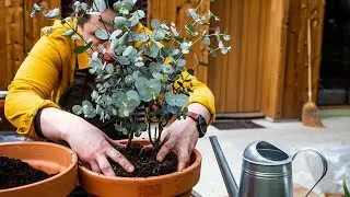 12 Plants You Can Grow That May Help With Respiration Issues - The Garden Magazine