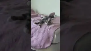 My cat because yes